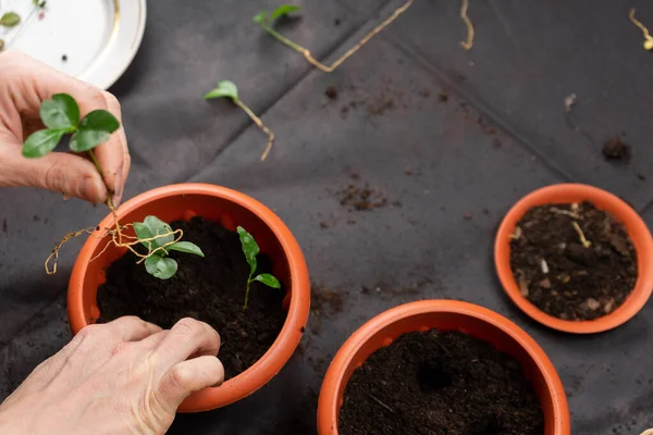 Niña planta plántulas en macetas de plástico. Cultivo de plántulas . — Foto de Stock