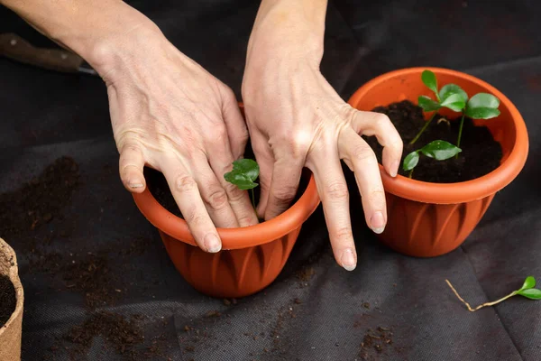 Girl plants seedlings in plastic pots. Growing seedlings. — Stock Photo, Image