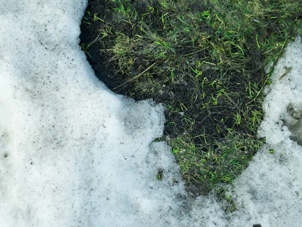 Um remendo descongelado na neve com grama verde, cenário de primavera — Fotografia de Stock