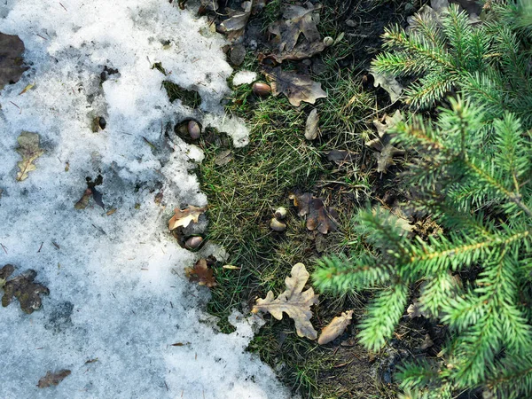 Um remendo descongelado na neve com grama verde e zimbro, cenário de primavera — Fotografia de Stock