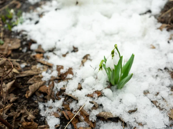 Crocus branco brotou através da neve e floresce no início da primavera . — Fotografia de Stock