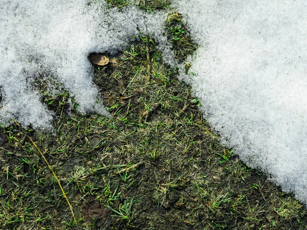 Um remendo descongelado na neve com grama verde, cenário de primavera . — Fotografia de Stock