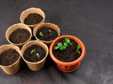 Fidan tencere masanın üzerinde. Arka plan görüntüsü. Kopya alanı.