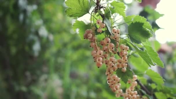 Manos Recogiendo Frutas Grosella Blanca Los Arbustos Jardín Verano — Vídeos de Stock