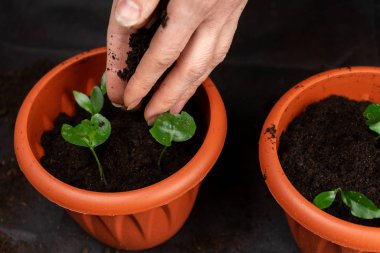 Kız fidan plastik kaplarda bitkiler. Büyüyen fidan.