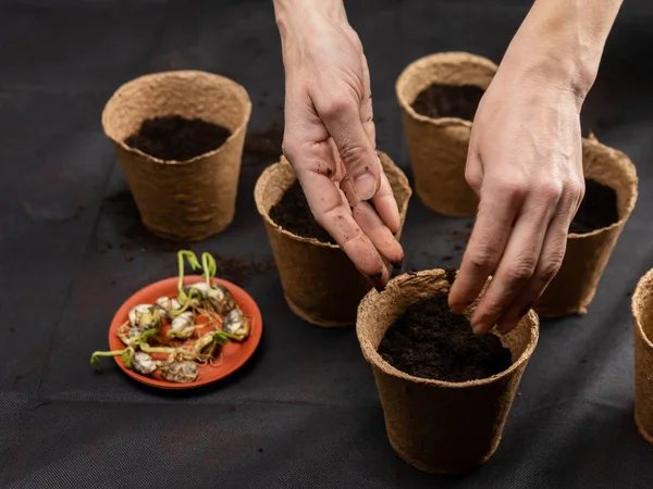 Suelo en las manos de las mujeres, maceta de turba . — Foto de Stock