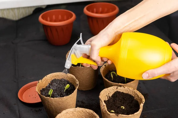 Girl watering seedlings planted in peat pots. Growing seedlings. — Stock Photo, Image