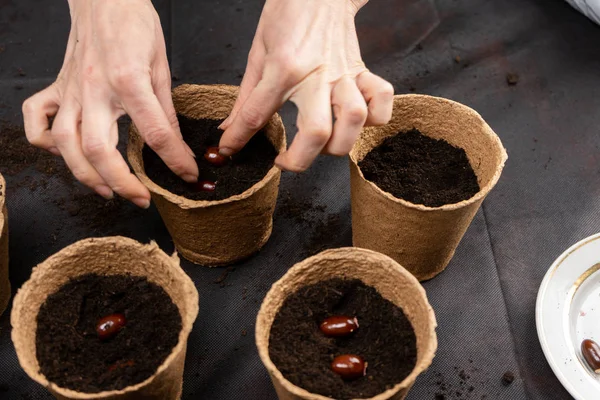 La niña plantó semillas de Litchi chinensis en macetas de turba para cultivar plántulas. Cultivo de plántulas . — Foto de Stock