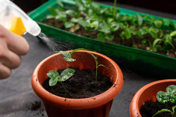 Girl watering seedlings planted in plastic flower pots. Growing seedlings. — Stock Photo, Image