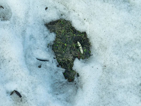 Um remendo descongelado na neve com grama verde, cenário de primavera . — Fotografia de Stock