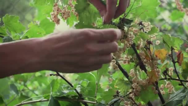Manos Recogiendo Frutas Grosella Blanca Los Arbustos Jardín Verano — Vídeos de Stock