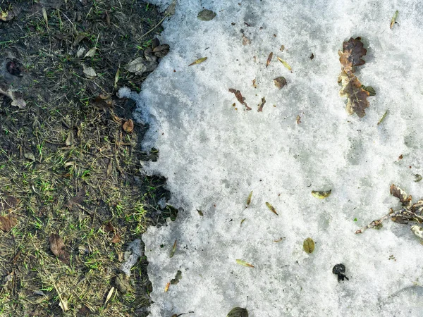 Um remendo descongelado na neve com grama verde, cenário de primavera . — Fotografia de Stock