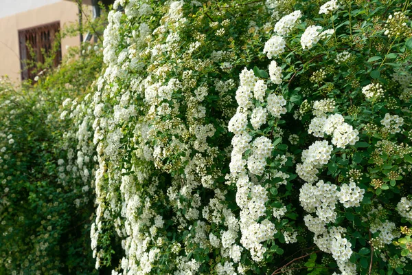 Bílá spirea květ kvetoucí v zahradě, krásný květ. — Stock fotografie