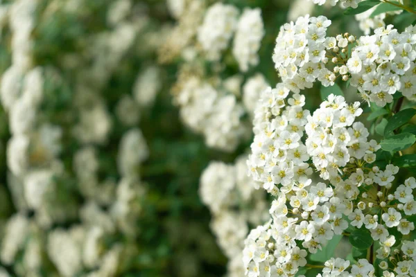 Bílá spirea květ kvetoucí v zahradě, krásný květ. — Stock fotografie