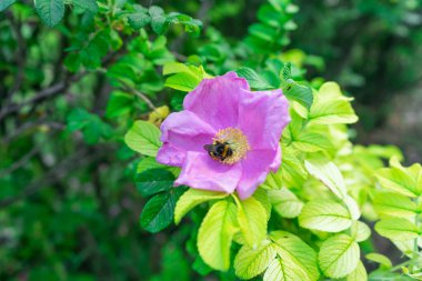 Bal arısı çiçeklerden nektar içer ve onları tozlaştırır..