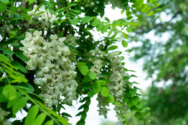 Flores de uma acácia branca contra a folhagem verde . — Fotografia de Stock