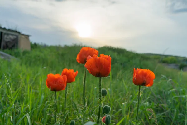 Las amapolas son plantas herbáceas, a menudo cultivadas por sus coloridas flores. . —  Fotos de Stock