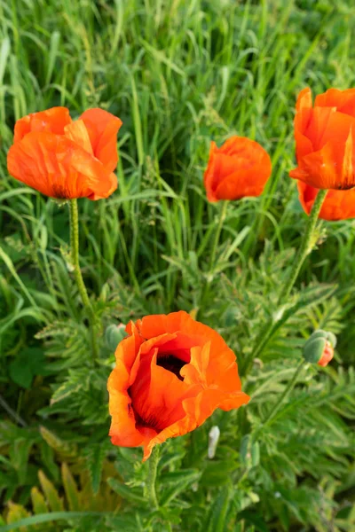 Las amapolas son plantas herbáceas, a menudo cultivadas por sus coloridas flores. . —  Fotos de Stock