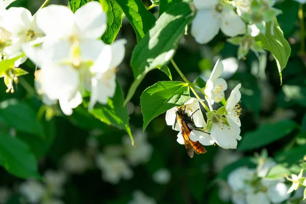 Med včela pije nektar z květin a opyluje je. — Stock fotografie