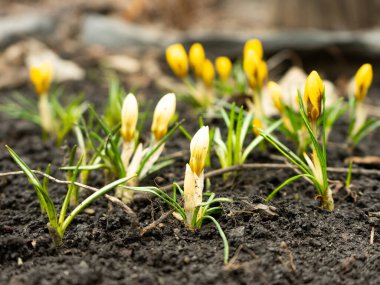 Çiçekli timsahlar. Açık havada ilkbahar güneşli bir günde sarı çiçek açar. İlk bahar çiçekleri