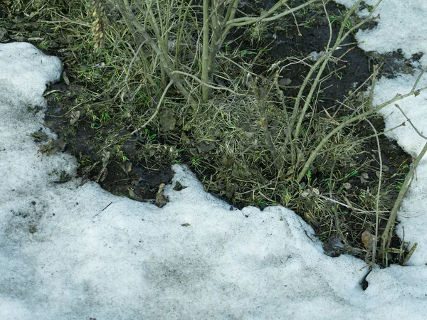 Um remendo descongelado na neve com grama verde, cenário de primavera — Fotografia de Stock