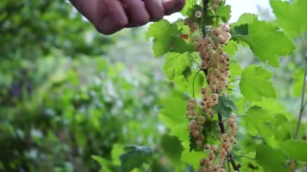 Mains Cueillant Des Fruits Groseille Blanche Dans Les Buissons Dans — Video