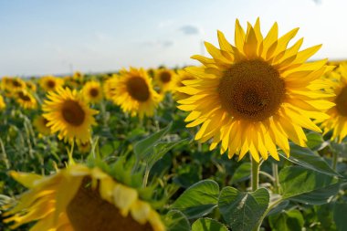 Çiçek açan ayçiçeği tarlası. Ayçiçeği yakın plan ve arılar onu tozlaştırıyor. Tarım üretimi. Çiftçilik. Yiyecek yetiştiriyorum..