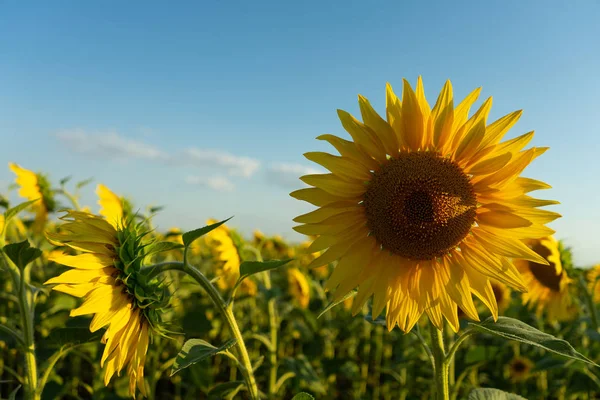Çiçek açan ayçiçeği tarlası. Tarım üretimi. Çiftçilik. Yiyecek yetiştiriyorum..