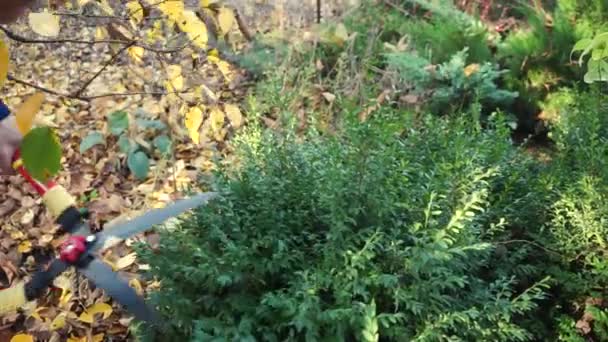 一个女孩用菜园修剪器割断了一株黄杨树的枝条 园中的秋日劳作 — 图库视频影像
