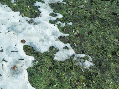Karda çözünmüş bir arazi, yeşil çimenler, bahar manzarası