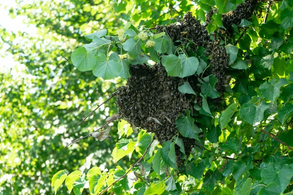 Roj včel na větvi Lindenova stromu. Kolonie včel na stromě. — Stock fotografie
