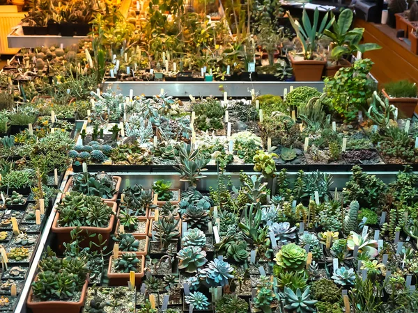 Kaktus und Sukkulente in Blumentöpfen. Zimmerpflanzen in Plastiktöpfen. — Stockfoto