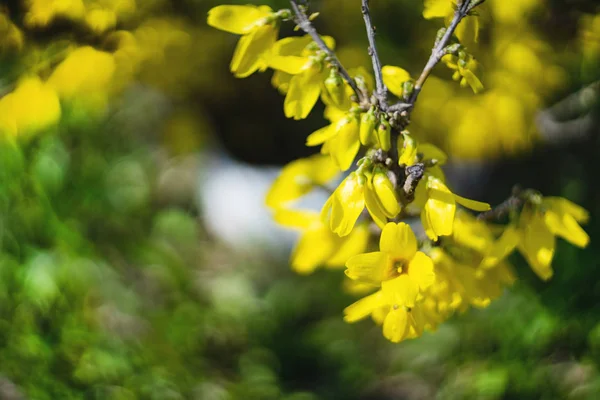 Κίτρινα λουλούδια της Φορσύθιας την άνοιξη. Διακοσμητικοί θάμνοι α — Φωτογραφία Αρχείου