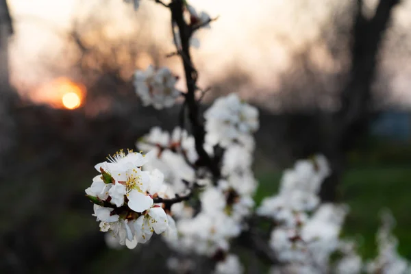 Cherry blossoms in spring. Evening time, the sun sets behind the