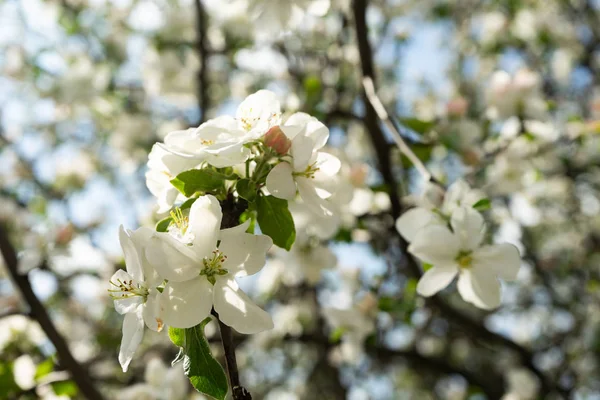 Elma ağacında çiçek açan çiçekler. Bahar geldi..