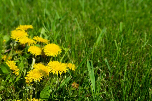 緑の草の背景に黄色のタンポポ。春に花を咲かせる. — ストック写真
