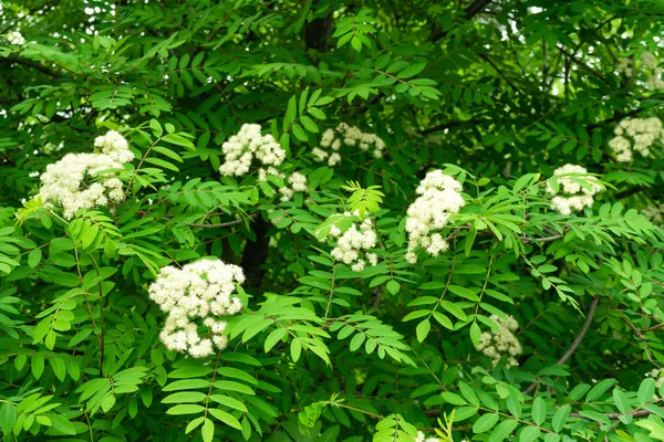 Cinza de montanha florescente no parque. O fundo verde exuberante . — Fotografia de Stock