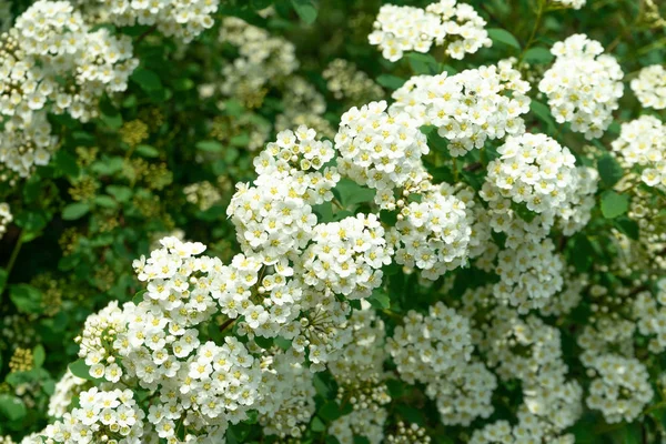 Bílá spirea květ kvetoucí v zahradě, krásný květ. — Stock fotografie