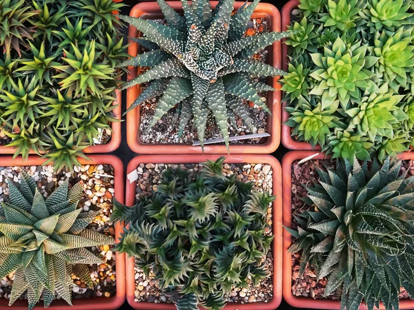 Cactus y suculentas en macetas. Plantas de interior en macetas de plástico . — Foto de Stock