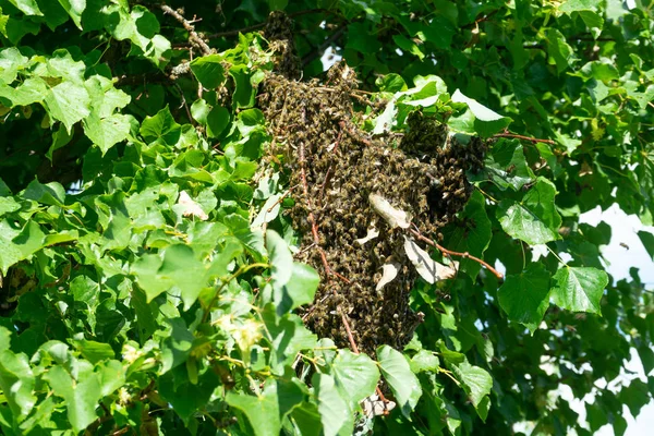 Um enxame de abelhas no ramo de uma tília. Colônia de abelhas em uma árvore . — Fotografia de Stock