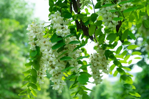 Flores de uma acácia branca contra a folhagem verde . — Fotografia de Stock