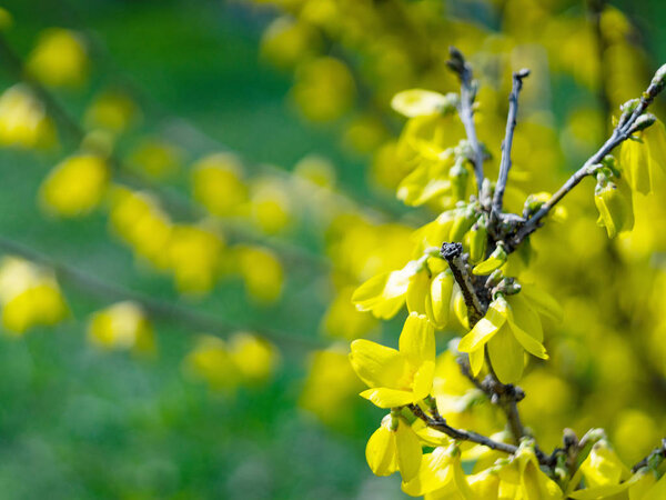 Yellow Forsythia blooming flowers in spring. Ornamental shrubs are blooming.