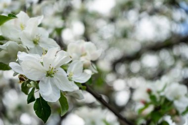 Elma ağacında çiçek açan çiçekler. Bahar geldi..