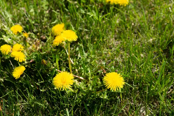 Κίτρινες πικραλίδες σε φόντο πράσινου γρασιδιού. Τα λουλούδια ανθίζουν την άνοιξη. — Φωτογραφία Αρχείου