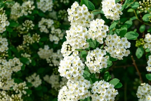 Bílá spirea květ kvetoucí v zahradě, krásný květ. — Stock fotografie