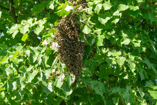Roj včel na větvi Lindenova stromu. Kolonie včel na stromě. — Stock fotografie