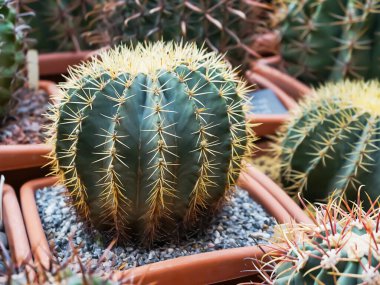 Kaktüs ve saksıda sulu. Plastik kaplarda kapalı bitkiler.