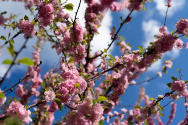 Mavi gökyüzü arka planında kiraz çiçekleri. Seçici odak.