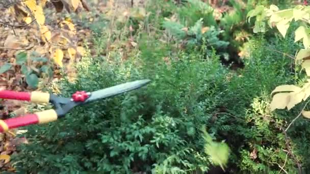少女は庭の剪定機で木のブッシュから枝を切ります 庭の秋の仕事 — ストック動画