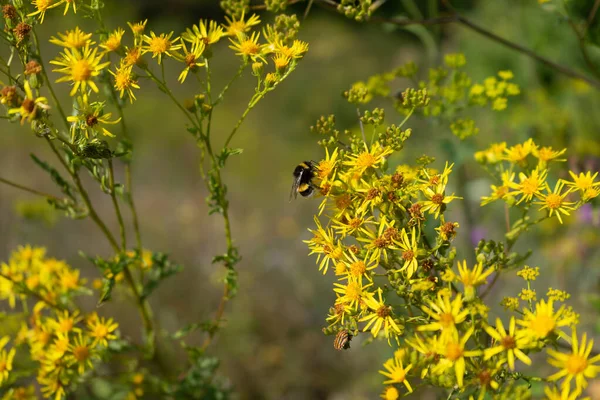 Yellow medicinal flower. growing in a natural environment. Field flowers.